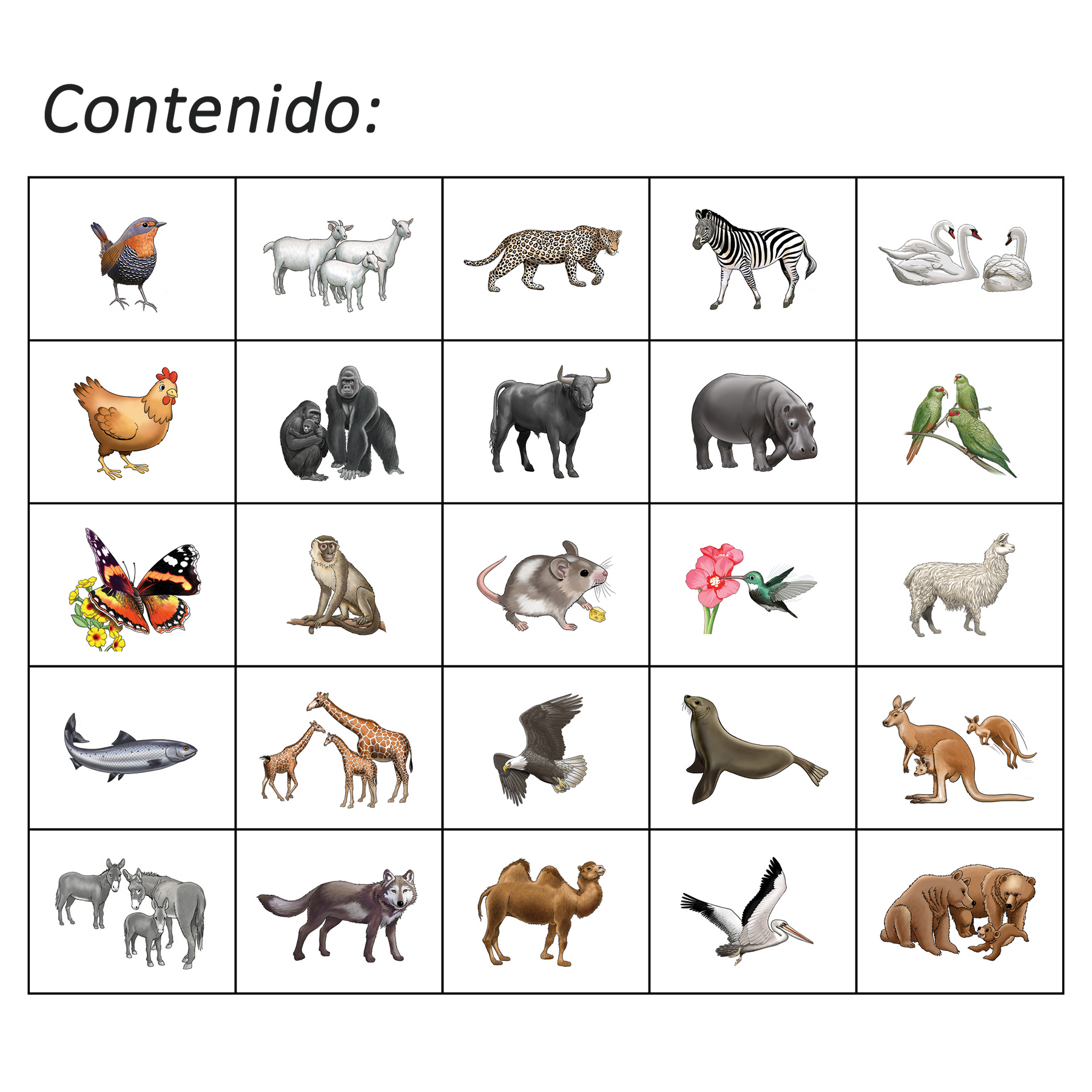 Boomerang Animales